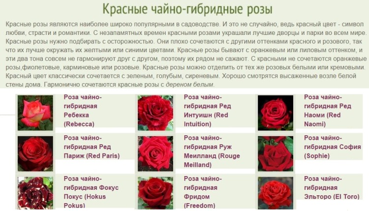 Розовый отличается от красного. Название роз чайно-гибридных. Сорта роз по цвету.