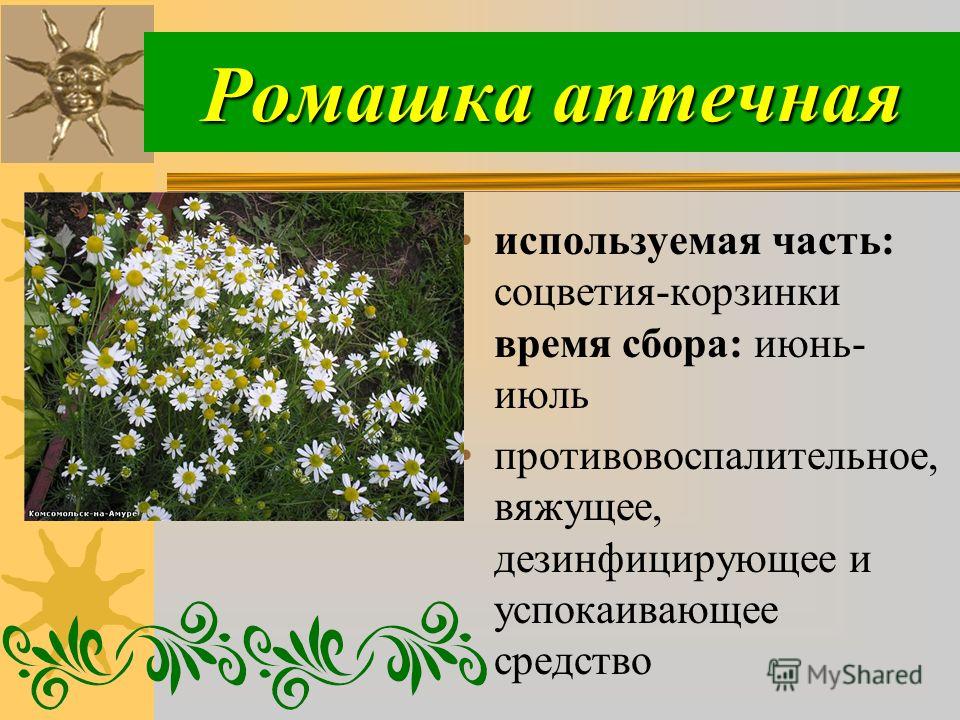 Лечебные свойства ромашки аптечной. Лесная аптека Ромашка. Соцветие ромашки аптечной. Классификация ромашки лекарственной. Ромашка используется.