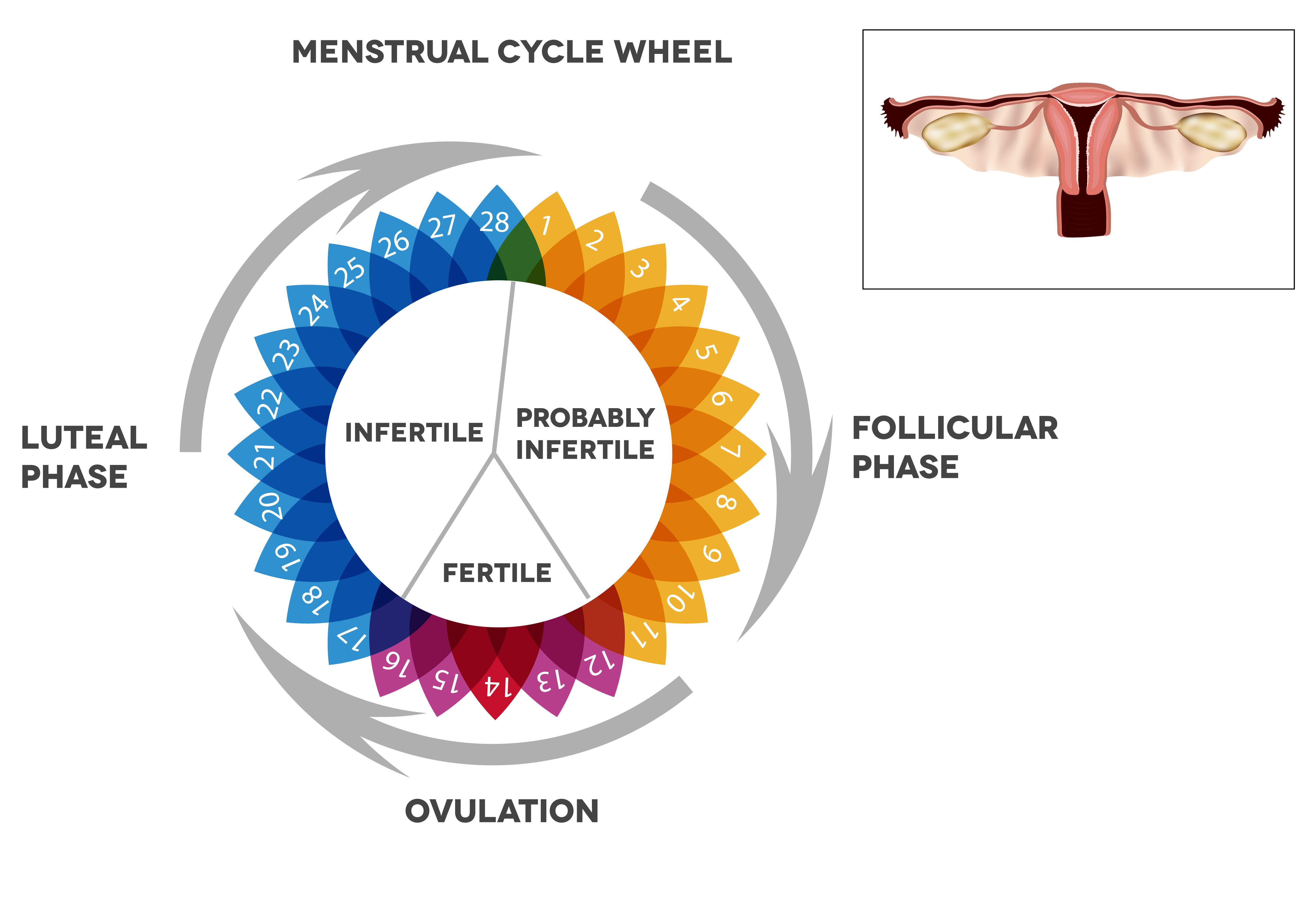 Какой шанс забеременеть в овуляцию. Фолликулярная и лютеиновая фаза цикла. Фазы менструационного цикла фолликулярная лютеиновая. Овуляторная фаза менструационного цикла. Фазы менструационного цикла фолликулярная фаза.