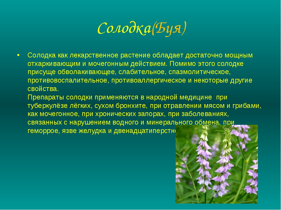 Лекарственные растения список и описание. Лекарственные растения. Лечебные растения. Лекарственные цветы. Лекарственные травы с названиями.