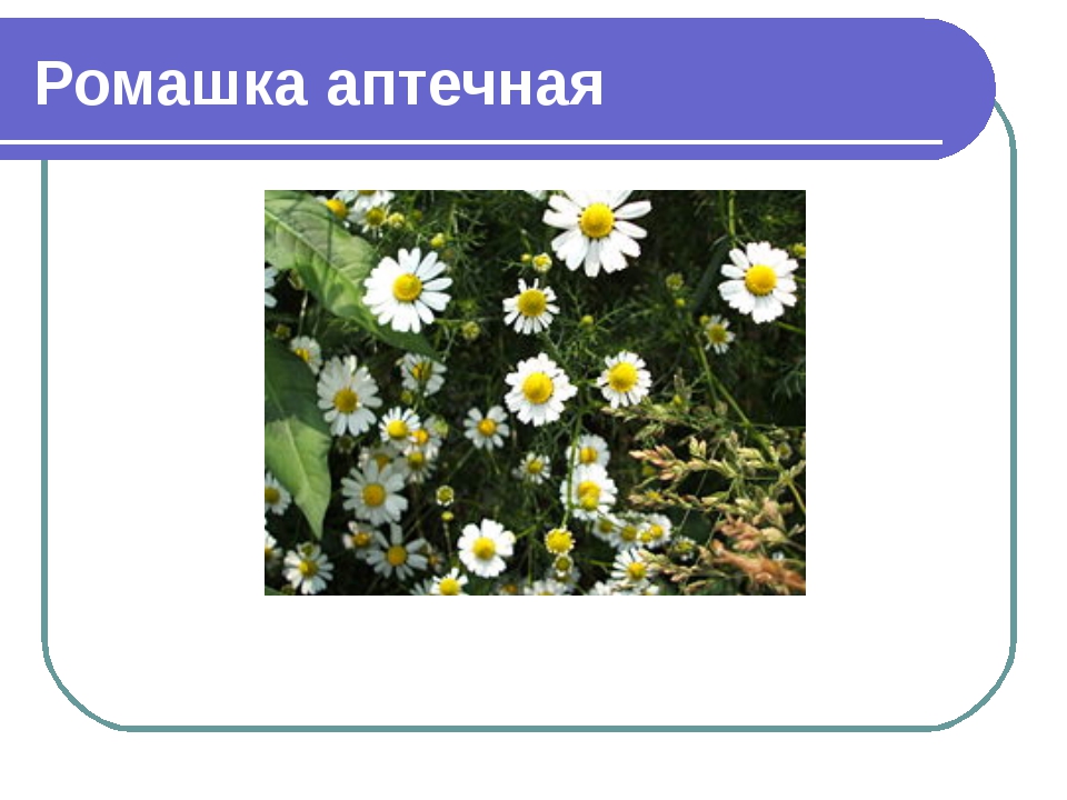 Свойства ромашки аптечной. Ромашка лекарственная латинское название. Ромашка аптечная латынь. Ромашка лекарственная латынь. Латинское название растения Ромашка.