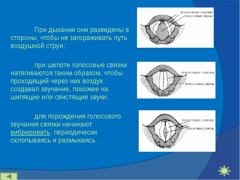 Связка голоса. Положение голосовых связок. Положение голосовых связок при шепоте. Положение голосовых связок при дыхании. Голосовые связки при шепоте.