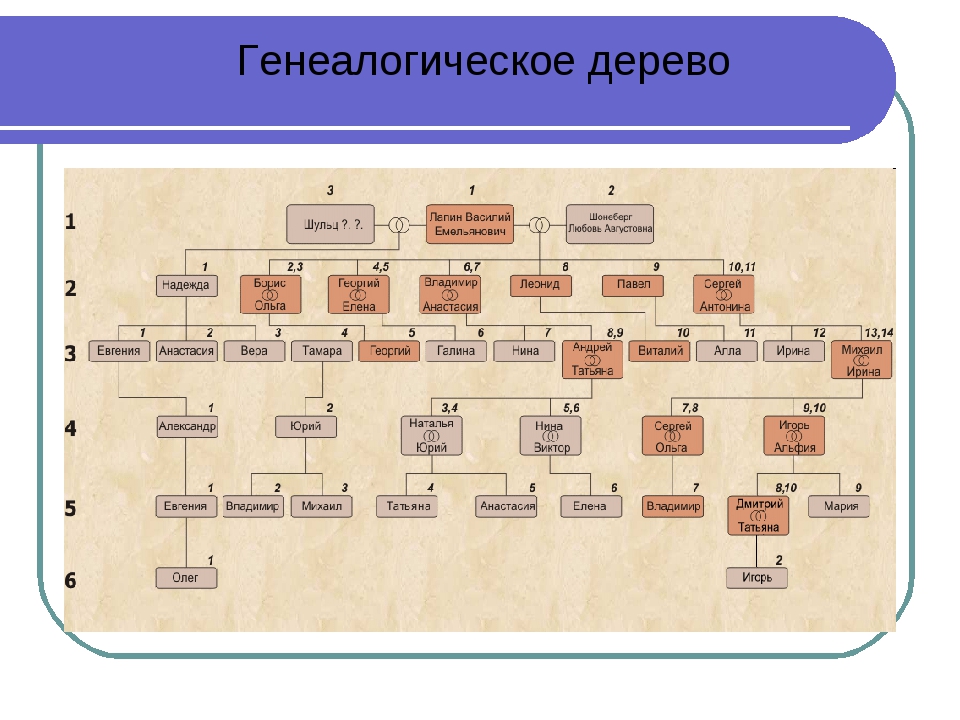 Информационную модель родословной часто представляют в виде таблицы дерева сети плана