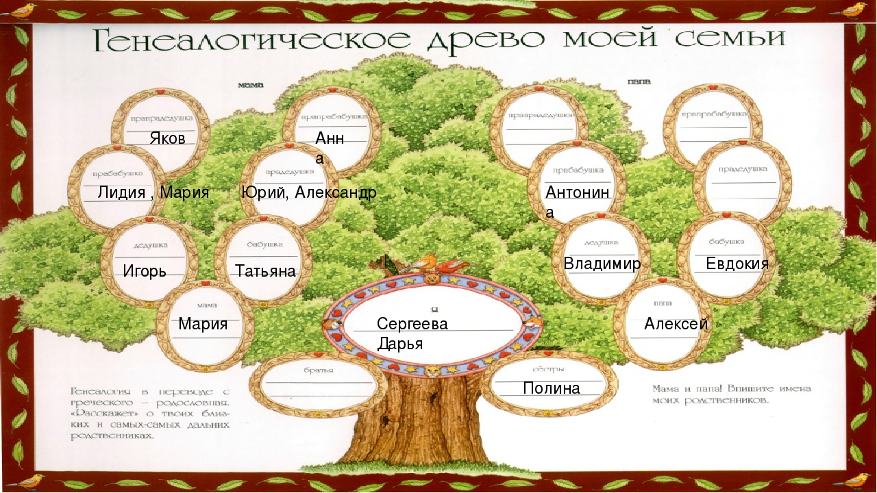 Как правильно построить генеалогическое древо семьи образец