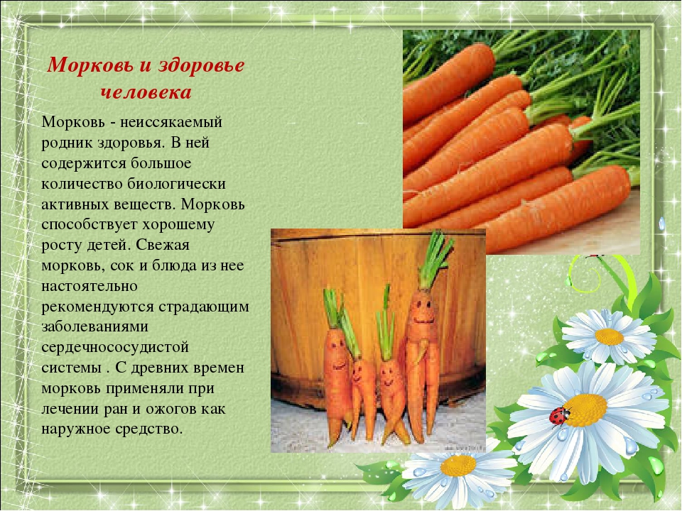 Класс растения морковь. Сообщение о морковке. Доклад про морковь. Доклад о морковке. Культурное растение морковь.