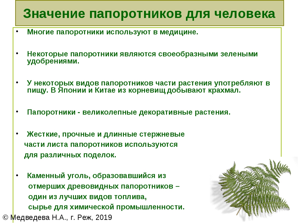 Папоротникообразные в природе и жизни человека. Значение папоротников. Роль папоротников в природе. Папоротники в жизни человека и в природе. Начение папоротников».