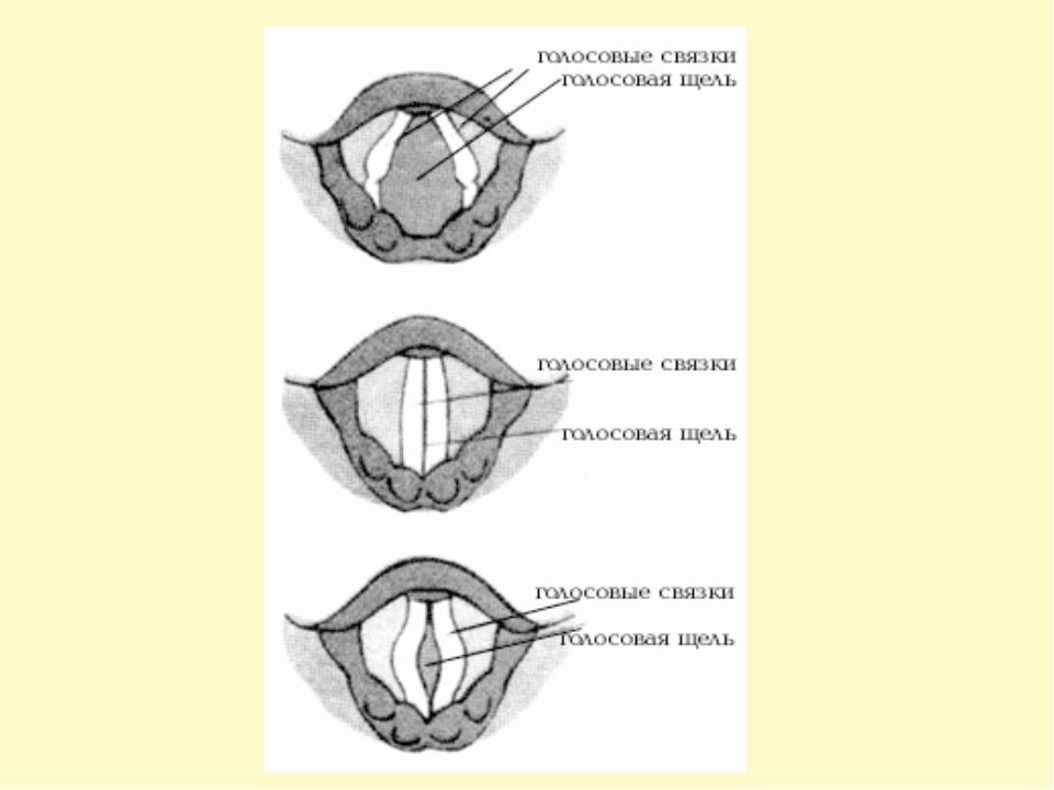 Схема голосовые связки