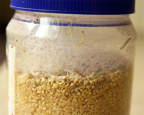 Личинки пищевой моли в семечках кунжута