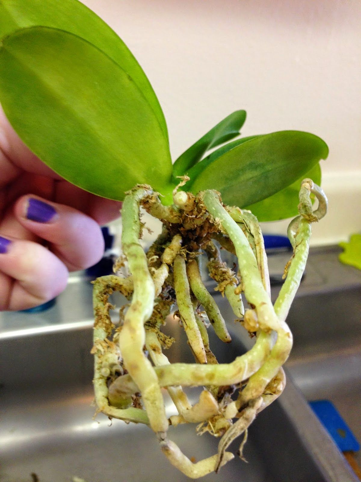 пересаженная орхидея фото