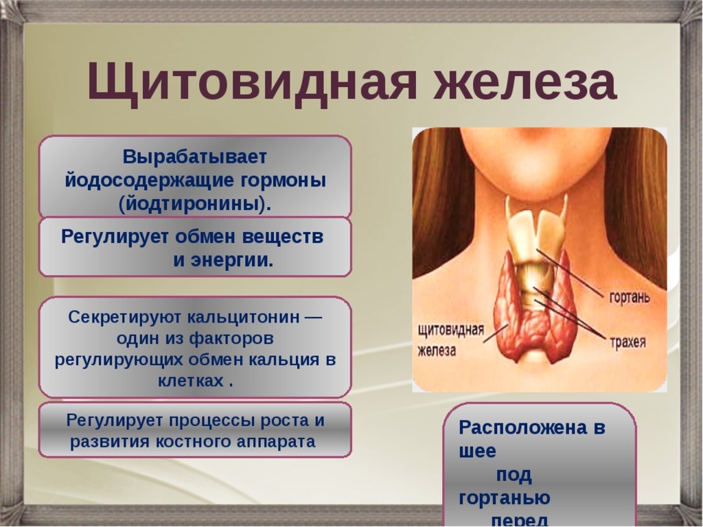 Зоб пищевода. Щитовидная железа щитовидная железа. Shitovidnoe Jeleza. Железы щитовидной железы.