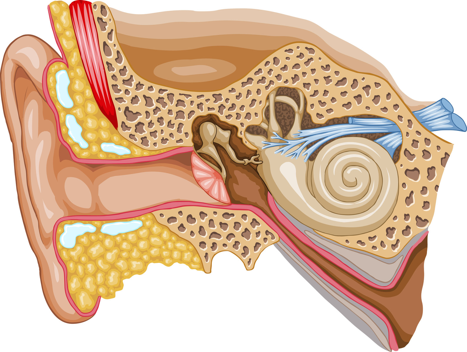 Хронический тубоотит. Барабанная перепонка отит. Средний отит барабанная перепонка. Холестеатома барабанной полости. Ухо строение анатомия слуховой нерв.