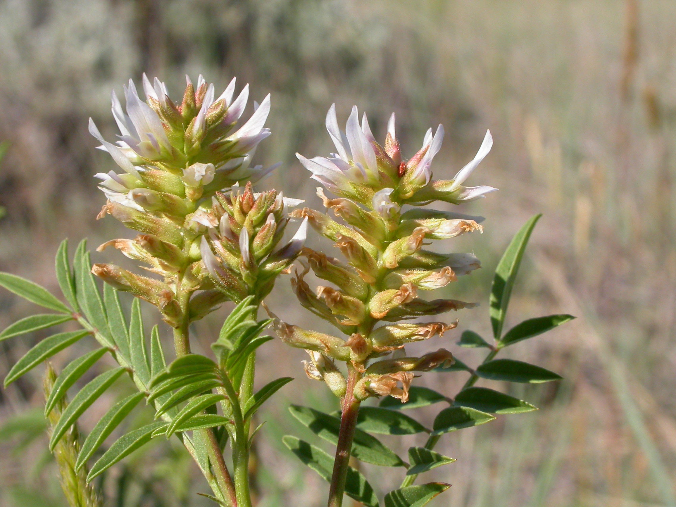 Солодка. Солодка Уральская (Glycyrrhiza uralensis). Лакрица Солодка растение. Корень солодки, Солодка Уральская, лакричник. Солодка Уральская — Glycyrrhiza uralensis Fisch..