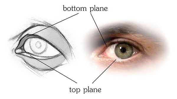 bottom and top planes of the eyelids