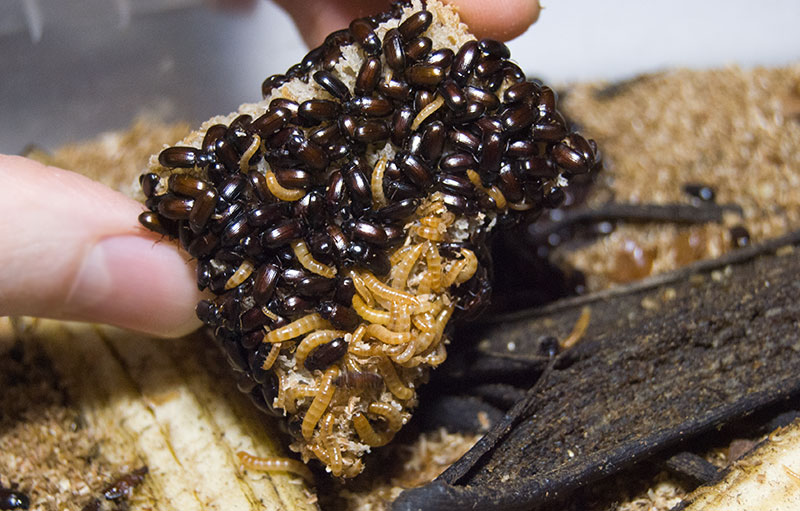 здоровые жуки знахари и их личинки